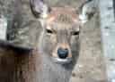 二ホンジカの写真 11